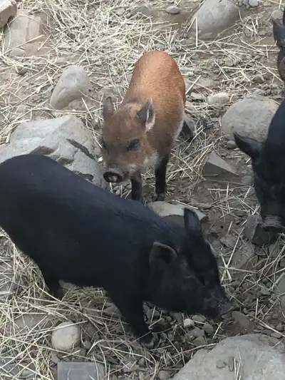 I have 2 month old Tamworth/Wild Boar/Vietnamese piglets for sale They are quiet and docile and grea...