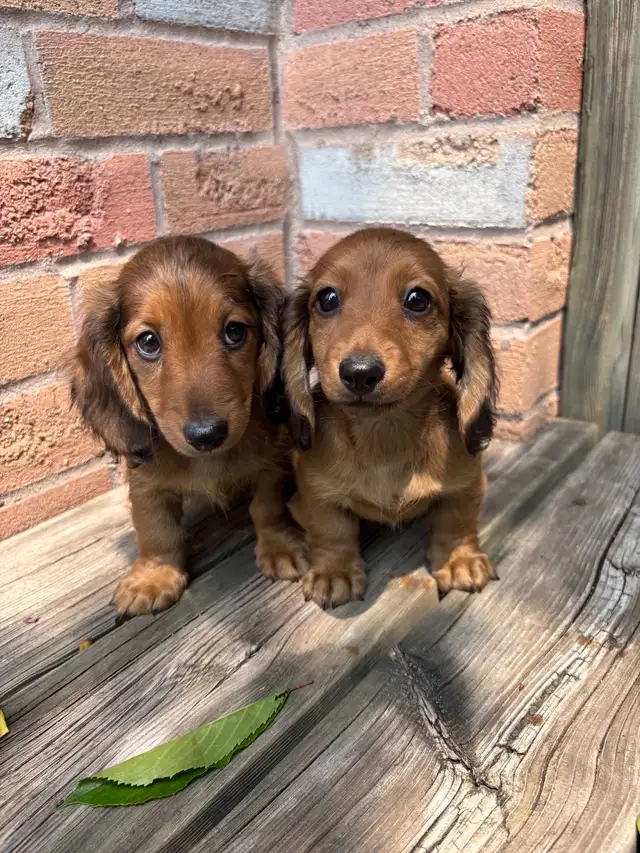 Mini Dachshund in Dogs & Puppies for Rehoming in Markham / York Region - Image 6