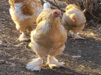 Lemon Pyle Brahma  12 week old chicks (off heat).