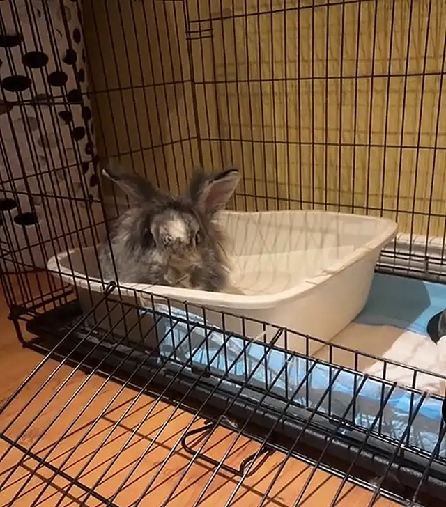 Lion Head Rabbit For Sale! in Small Animals for Rehoming in Mississauga / Peel Region - Image 6