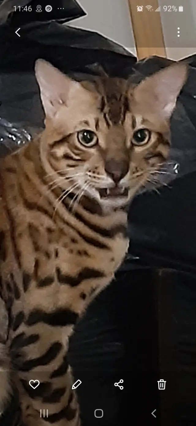 chaton bengal pure race parent sur place in Cats & Kittens for Rehoming in Trois-Rivières - Image 3