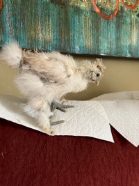 Silkie chick one month chicken rooster