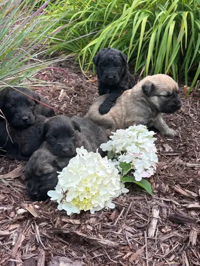 Chiots Bouvier des Flandres, View more