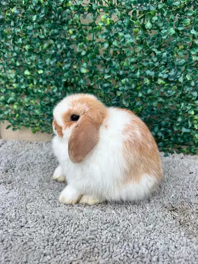 Pedigreed Holland Lop Rabbits , View more