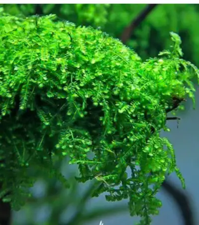 Weeping Moss, View more