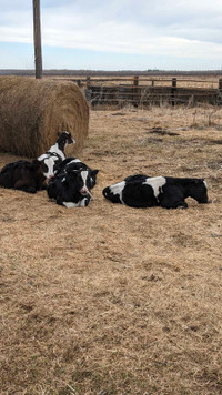 Bull calves for sale