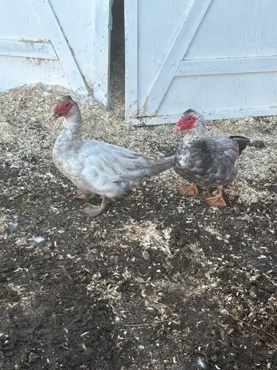  Muskovy male ducks , View more