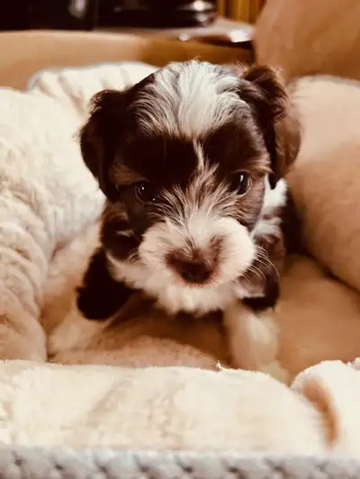 Brains & Beauty in a tiny package, Micro Aussiedoodles!!, View more