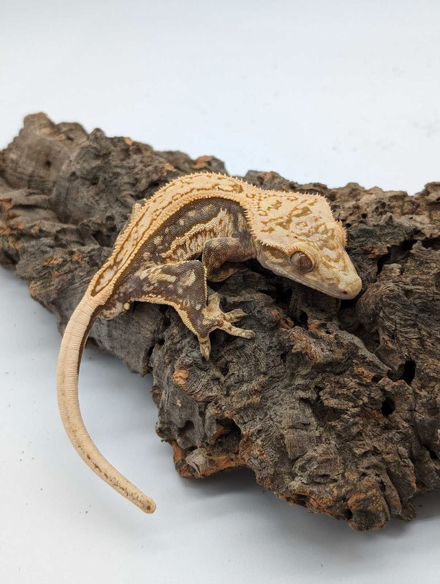 Male Crested gecko in Reptiles & Amphibians for Rehoming in Ottawa