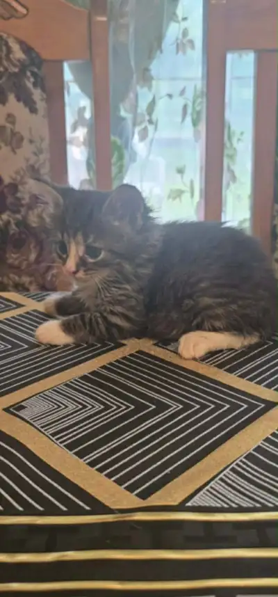 3 cat looking for there new for ever home, View more