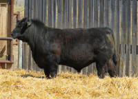 Bear Creek Angus - Yearling Bulls for sale