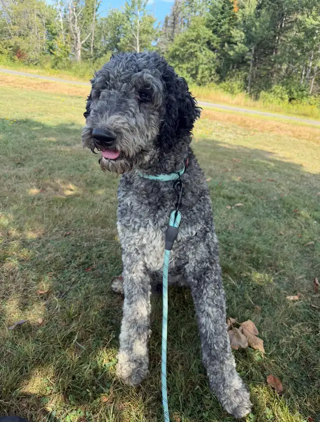 Bernedoodles F1B**only 3 pups to reserve** in Dogs & Puppies for Rehoming in Fredericton - Image 11