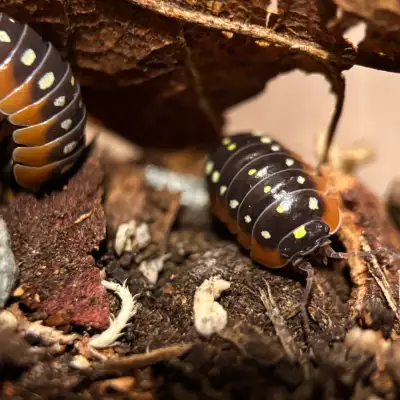 Armadillidium Klugii “Montenegro Clown” Isopods, View more