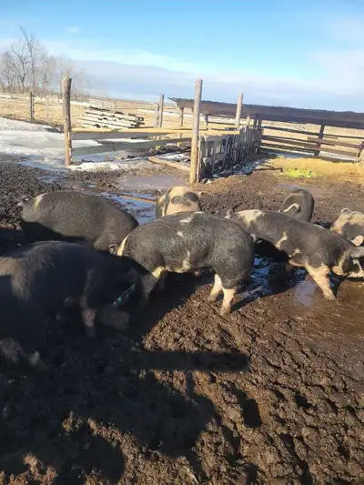 Berkshire pigs, View more