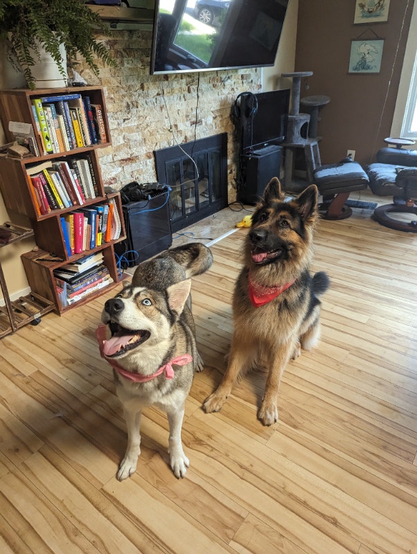 Care for my furbabies! Animal & Pet Services Edmonton Kijiji