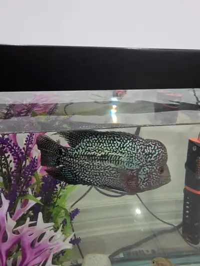 Flower horn for sale , View more