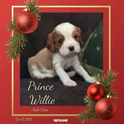 King Charles Cavalier Puppies, View more