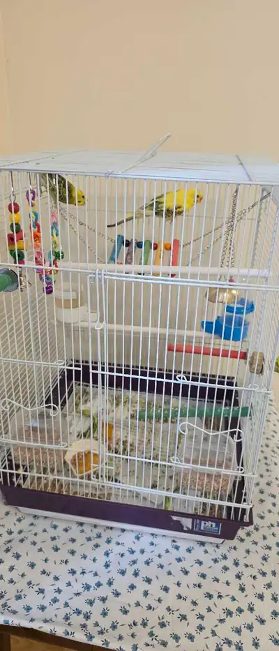 2 birds with cage and accessories. Must pick up.