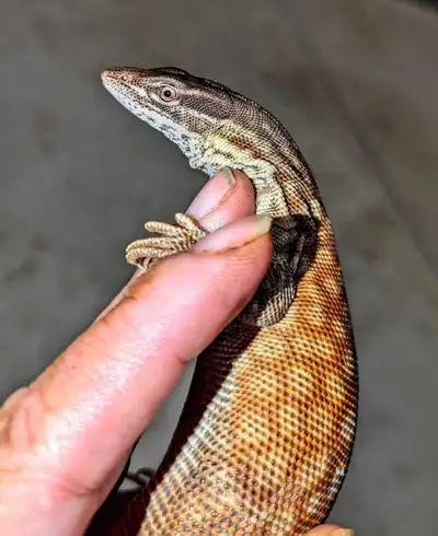 Red Ackie Female proven breeder., View more