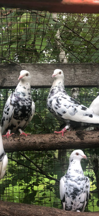 Highflier pigeons for sale  $50 apairs