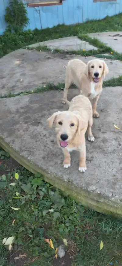 adorable labradoodle pups, View more