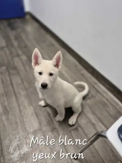 Chiot Husky Sibérien prêt a quitter début septembre, View more