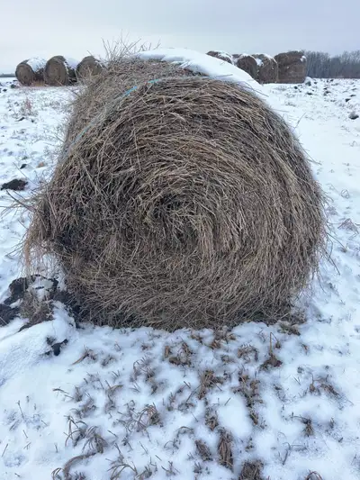 Hay For Sale, View more