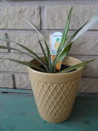 Pineapple Bromeliad Plant