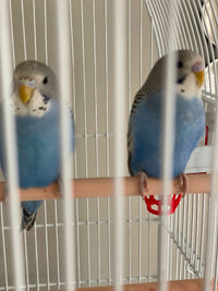 2 free Parakeets to loving home