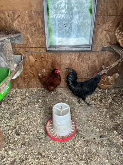 Hens for sale , View more