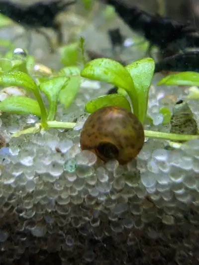 Live Ramshorn Snails – Bulk Puffer Fish Food / Enrichment Treats, View more