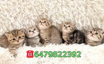 (Available to Reserve!) TICA Purebred British Shorthair Kitten, View more