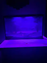 10 gallon fish tank 