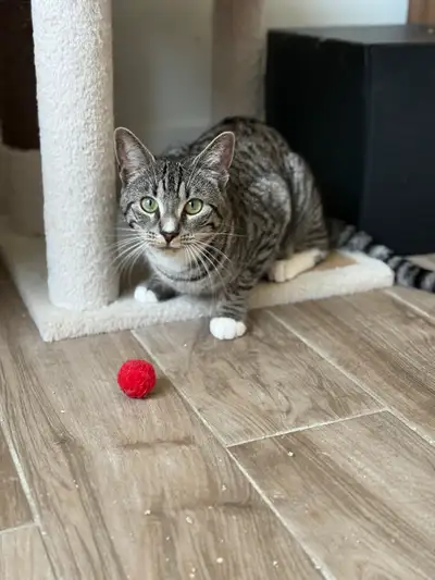 Voici une adorable chatte de 9 mois à la recherche d'un foyer aimant. Elle est joueuse, affectueuse...