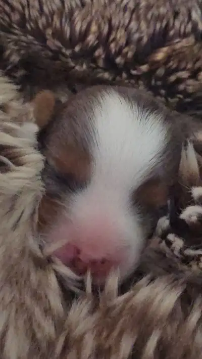 YORKSHIER TERRIER PUPPY, View more