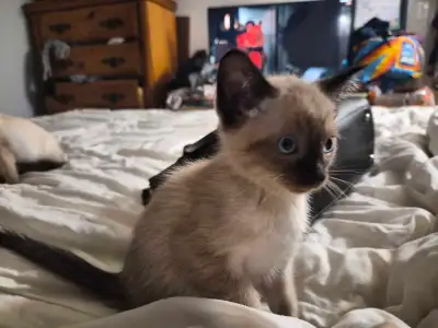 SIamese Kittens, View more