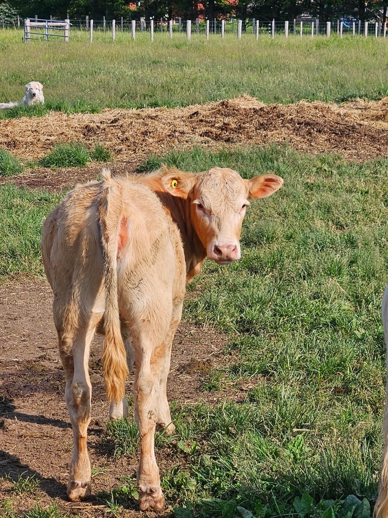 Beef Calves For Sale Livestock Barrie Kijiji