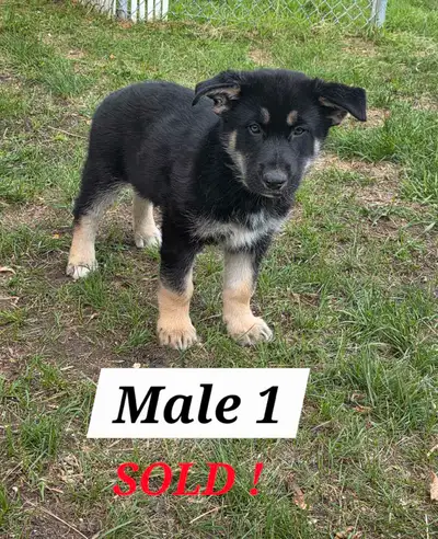 Husky & German Shepherd Mix, View more