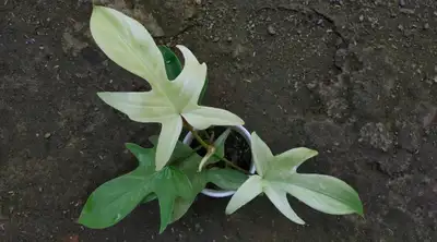 Belle plante