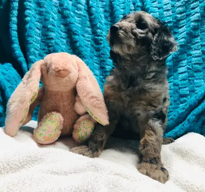Super cuddly F1b Labradoodles Only 4 left, View more