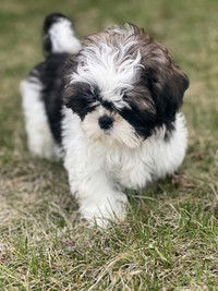 Shih-Tzu puppy (male) 