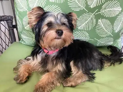 Adorable Female Yorkie, View more