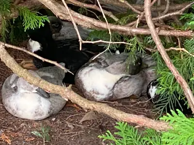 Young Call Ducks Free to a Good Home, View more