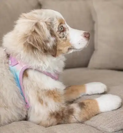 Purebred miniature American Shepherd, female, View more