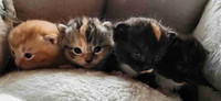 kittens for sale.left 2 female