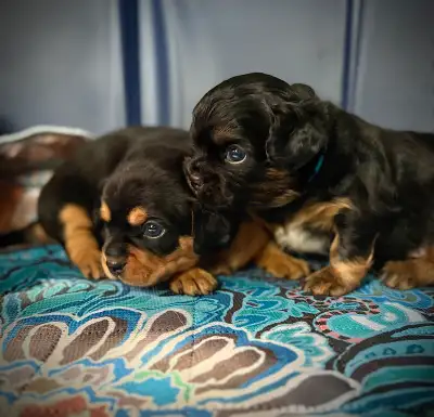 STUNNING AND SUPER RARE CHEEKY CHILLIERS, View more
