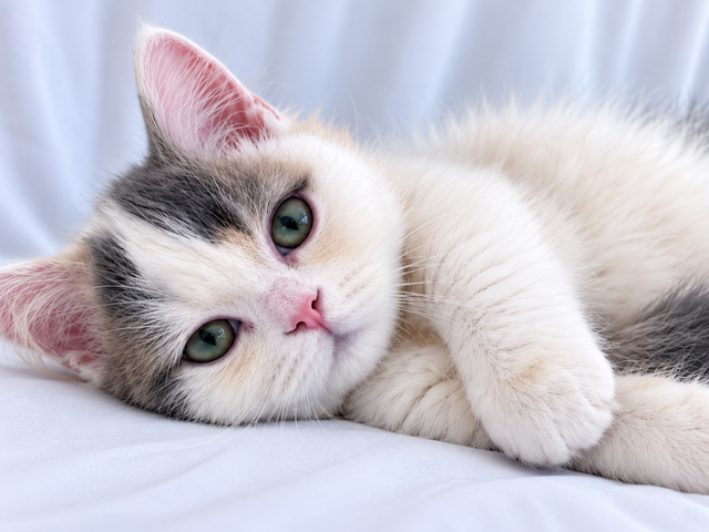 Napoleon Female kitten for sale in Cats & Kittens for Rehoming in Richmond - Image 4