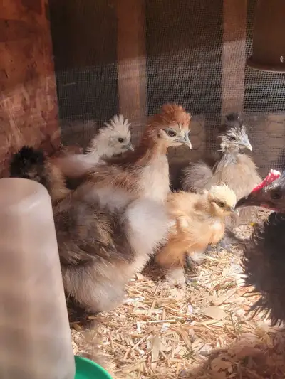 silkie chicks 8 weeks old, View more