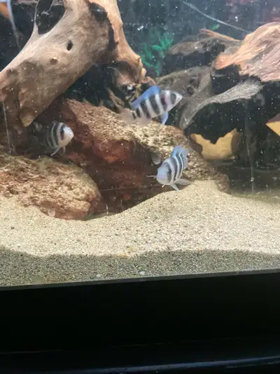 frontosa cichlids 1.5-2 inch long, View more