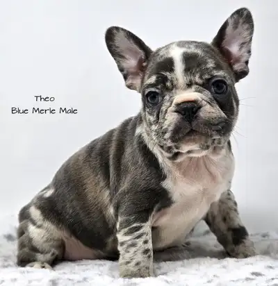 Frenchton Puppies “Rainbow Litter”, View more